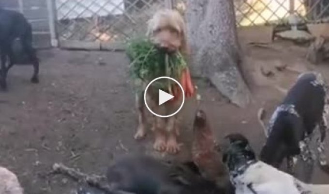 Пес который принес морковь, чтобы покормить кроликов и кур