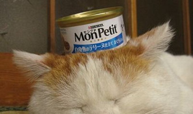 Сонный кот и консервы (4 фото)