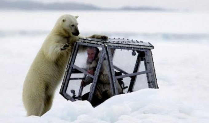 Голодный белый медведь хотел полакомиться оператором (15 фото)