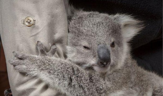 Люди спасли малыша коалы и приютили его