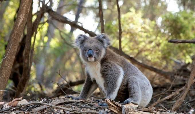 В Австралии уже в третий раз спасли особо невезучую коалу (3 фото)