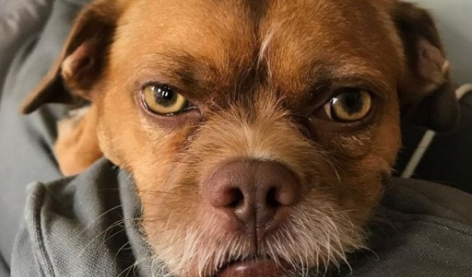 Забавный пес по кличке Бекон, обладающий необычной мимикой (10 фото)