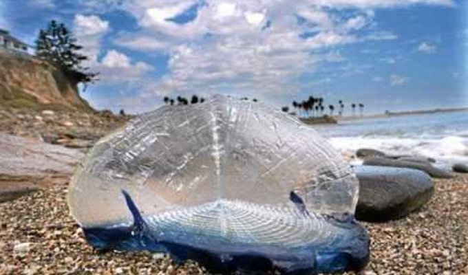 На пляжи Калифорнии вторглись загадочные синие существа (6 фото)