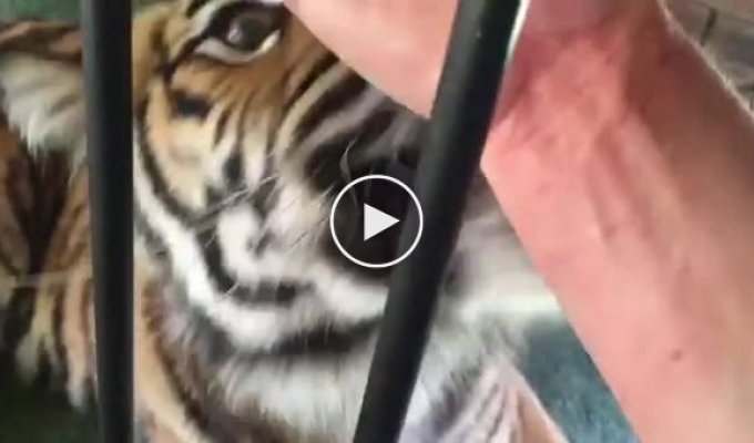 Тигр покусывает руку мужчины