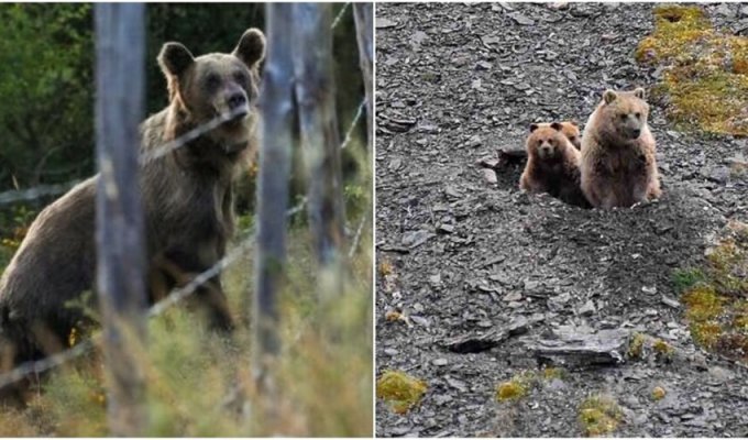 Медведи, которых считали вымершими, вновь появились в Испании (6 фото)