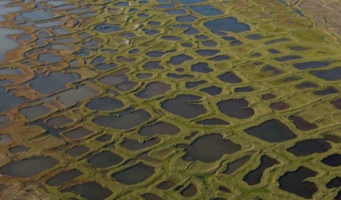 Полигональная тундра, или царство квадратных болот (7 фото)
