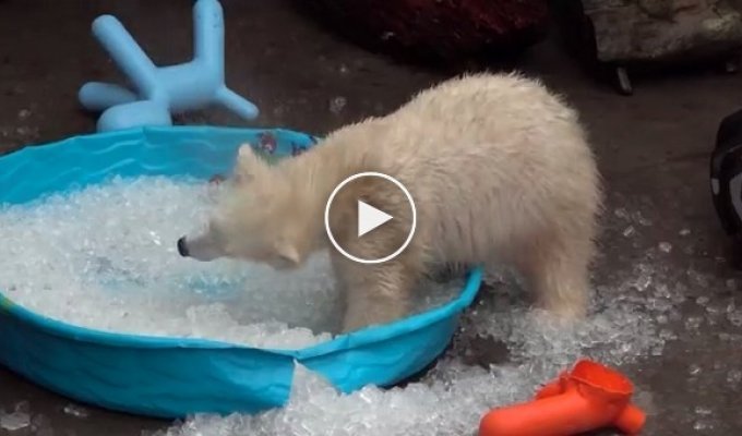 Белый медвежонок наслаждается ледяной ванной   