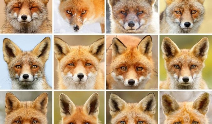 Фотограф своими работами доказывает, что каждая лисица — это личность (14 фото)