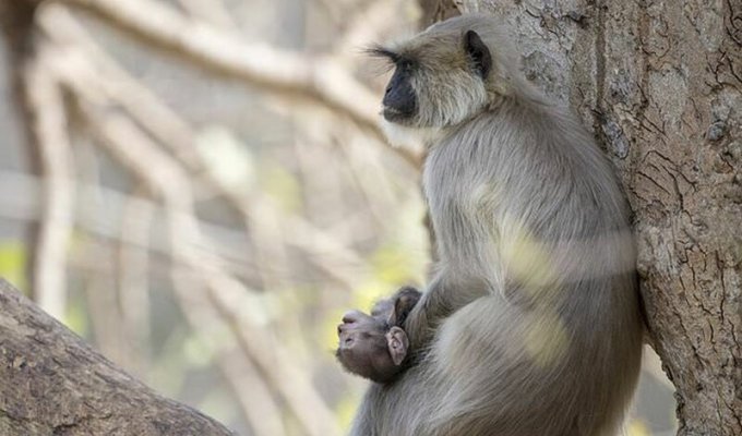 Видео: обезьяна скорбит по умершему детенышу (4 фото + 1 видео)