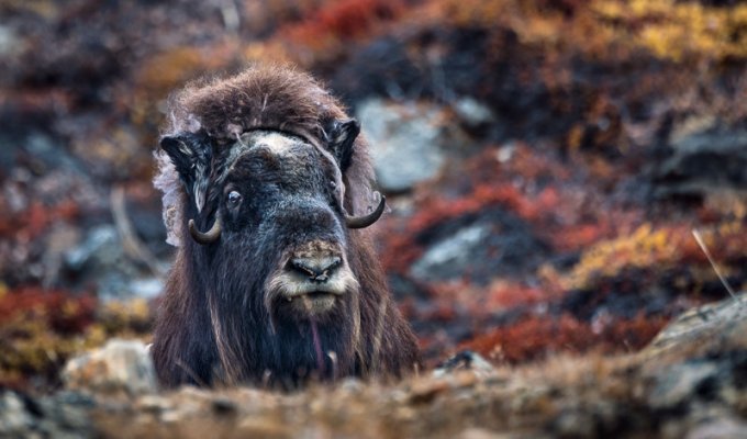 Гренландские овцебыки (18 фото)