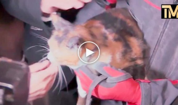 Служебный пес спас кошку, обнаружив её под завалами жилого дома в Турции