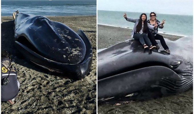 На пляже в Чили поиздевались над бездыханным телом синего кита (6 фото)