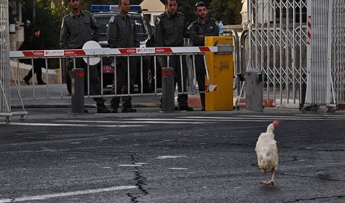 Ливанская курица сбежала в Израиль и попросила политическое убежище (1 фото)