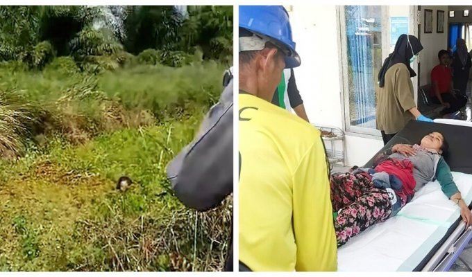 Крокодил утащил женщину в болото и его полтора часа отгоняли палками (7 фото + 1 видео)
