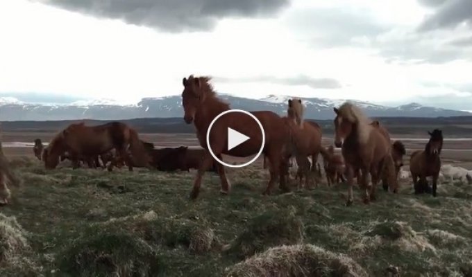 Любопытные дикие лошади в Исландии