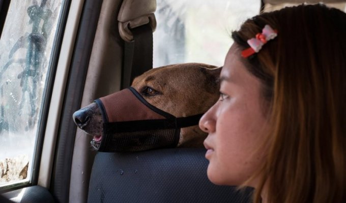 Трогательная история о девушке, которая спасает бездомных собак (21 фото)