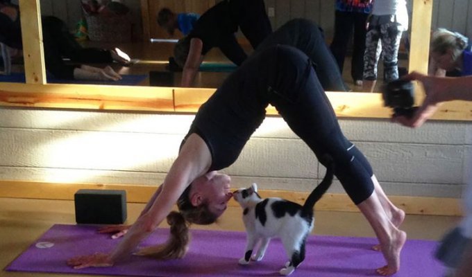 Йога с котами: студия йоги, которая помогает бездомным кошкам найти новый дом (7 фото)