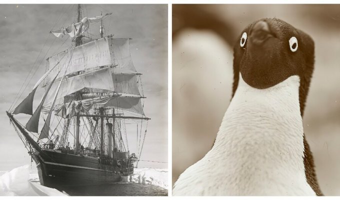 Редкие фотографии британских и австралийских антарктических экспедиций начала 20 века (16 фото)