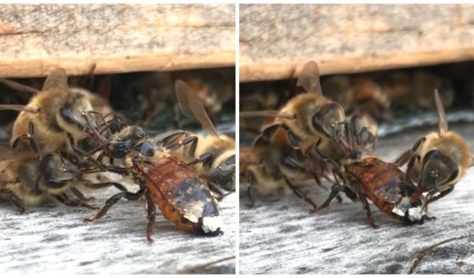 Потому что они банда: пчелы очищают испачкавшуюся соплеменницу (5 фото + 1 видео)