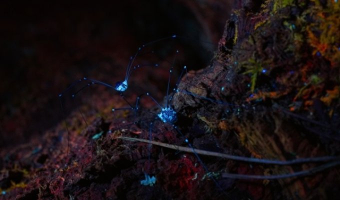 Прогулка по ночному лесу с УФ фонариком (11 фото)