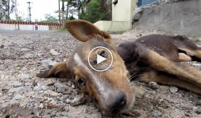 Чудесное спасение щенка который умирал на улице от чумы