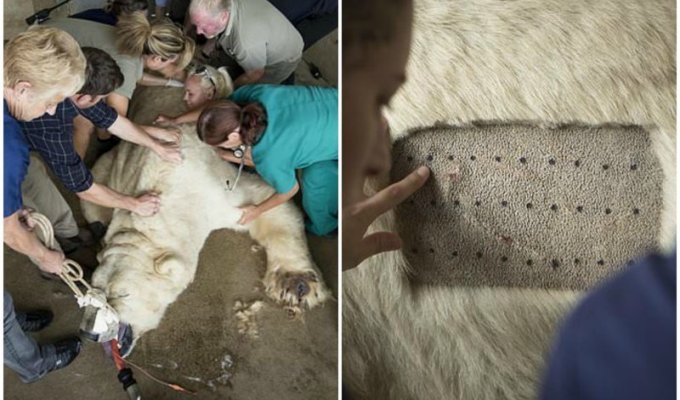 Команда ветеринаров провела на белом медведе 50 тестов на аллергию (8 фото)