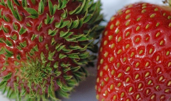 18 впечатляющих фотографий проросших фруктов, ягод и овощей (18 фото)