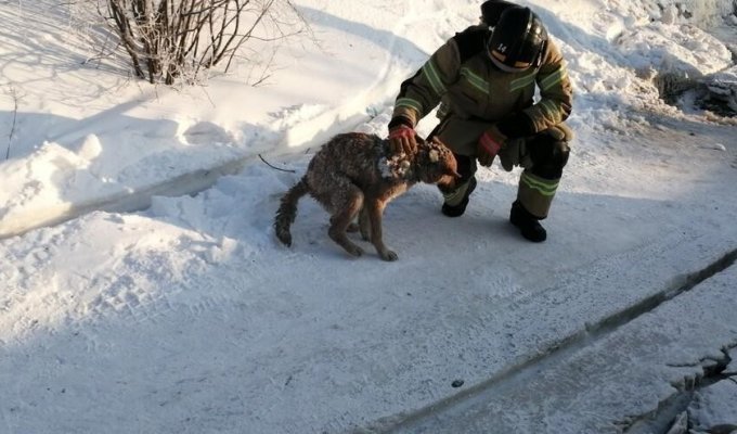 Через 2 дня спасатели вернулись на место пожара и отколупали чудом уцелевшую в огне собаку от глыбы льда (4 фото + 2 видео)