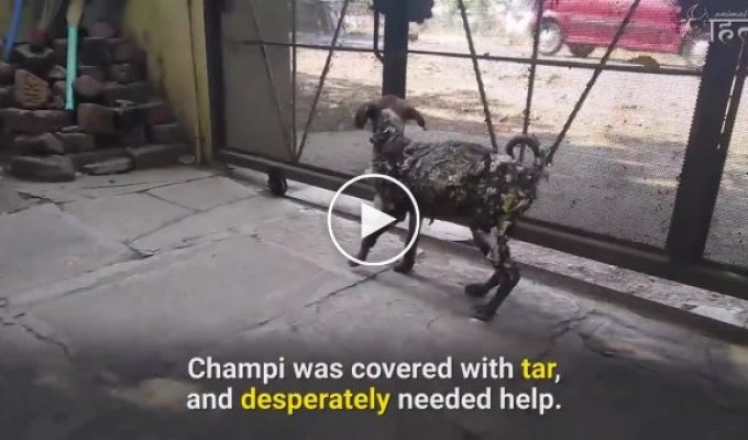 Спасение собаки, которая была покрыта смолой и приклеилась к тротуару