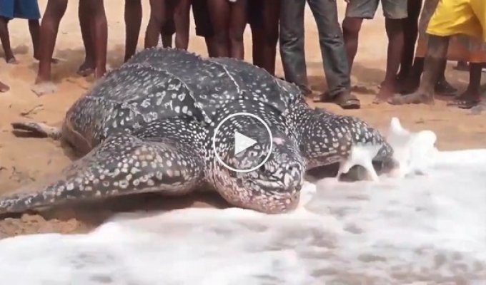 Кожистая черепаха возвращается в океан