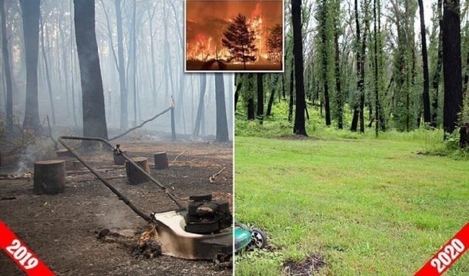 Как восстанавливается лес в Австралии после разрушительных пожаров (8 фото)