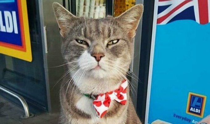 Кот, которого потеряли 2 года назад, оказался звездой местного супермаркета (8 фото)