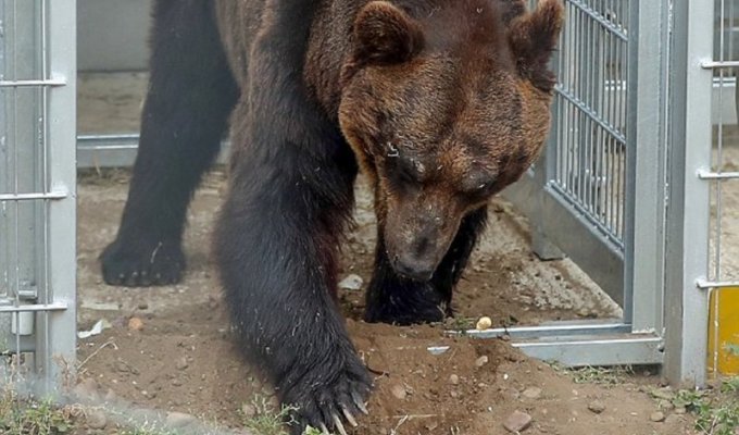 После 17 лет неволи уссурийский медведь обрел свободу (9 фото + 1 видео)