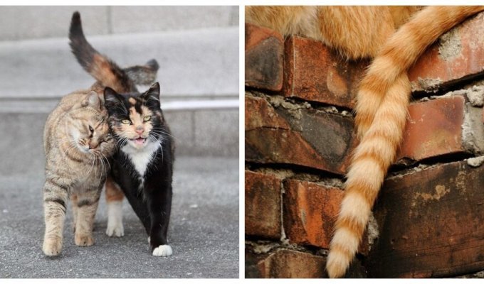 Хитросплетения судьбы: коты и хвосты (24 фото)