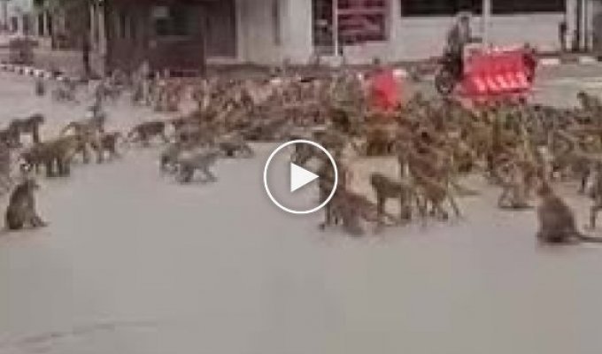 В Таиланде сотни обезьян устроили разборки на дороге
