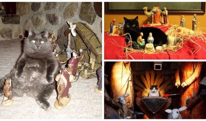 25 кошек, идеально вписавшихся в рождественский вертеп (26 фото)