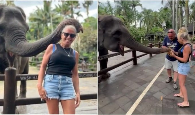 На Бали слон одним укусом сломал туристке руку (3 фото + 1 видео)