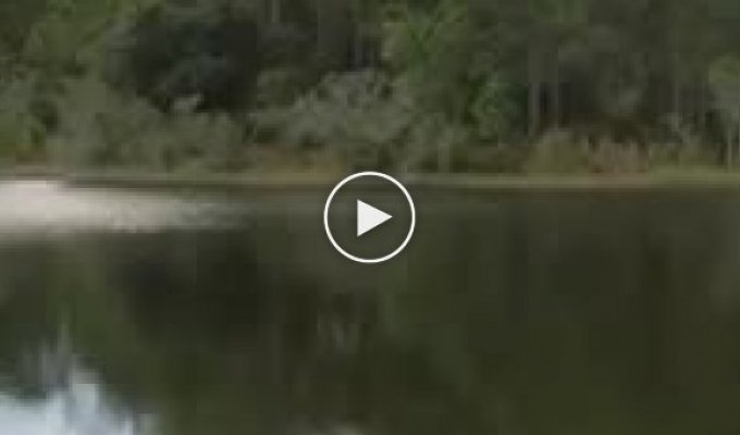 Орел выхватил рыбу, пойманную журавлем из пруда