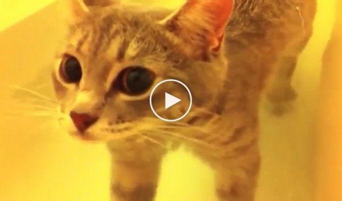 Как неправильная кошка купается в ванной с хозяйкой