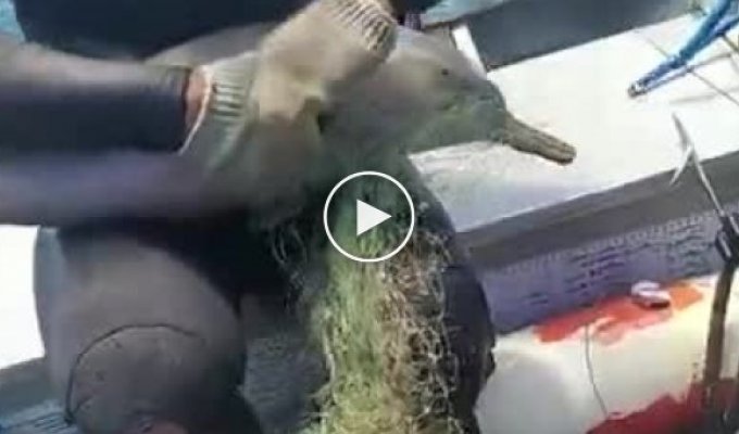 Бразильский рыбак спас запутавшегося в сетях малыша-дельфина