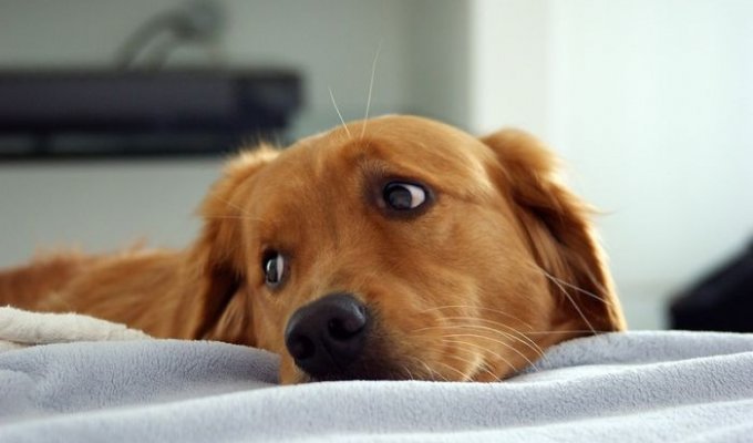 Собака, способная диагностировать рак у людей, получила медаль (6 фото)