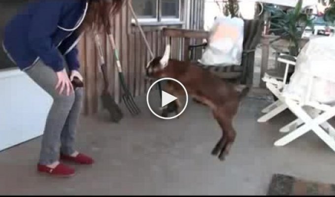 Танцующая коза