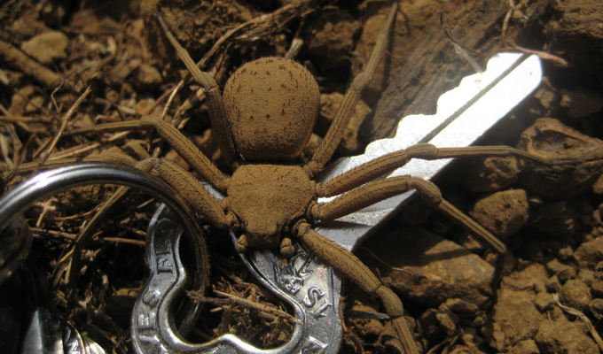 Шестиглазый песочный паук: Может кушать 1 раз в полгода, а токсин растворяет жертву за минуту (8 фото + 1 гиф)