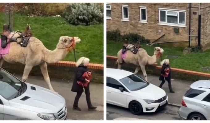 Жительница Лондона прогулялась по улицам с верблюдом (5 фото + 2 видео)