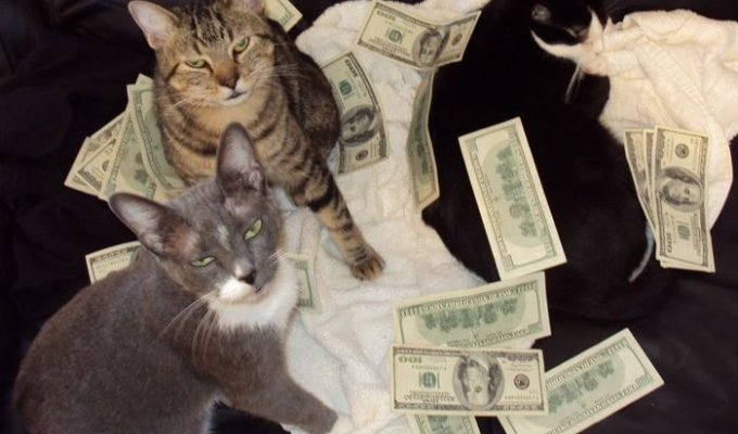 Коты и деньги (50 фото)