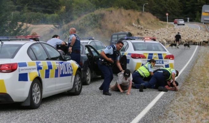В Новой Зеландии отара овец помогла задержать нарушителей (3 фото)