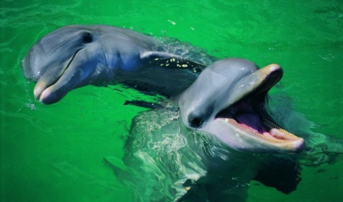 Лучшие фотографии дельфинов (75 фото)
