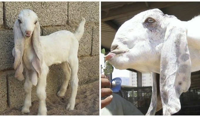 Самые уродливые козлы в мире живут в Саудовской Аравии (17 фото + 1 гиф)
