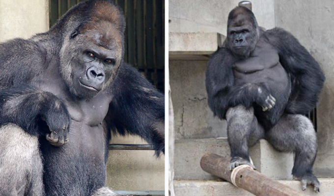 Эту гориллу не зря сравнивают с Джорджем Клуни! (17 фото + 1 гиф)