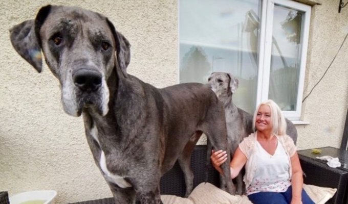 Немецкий дог Фредди самая высокая собака в мире (15 фото)